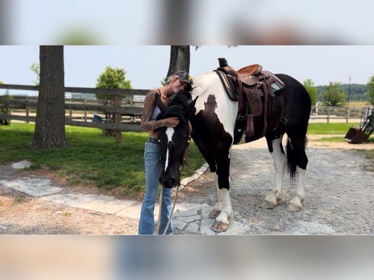 Cheval de trait Croisé Hongre 4 Ans 168 cm in Gap, PA