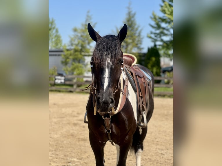 Cheval de trait Croisé Hongre 4 Ans 168 cm in Gap, PA