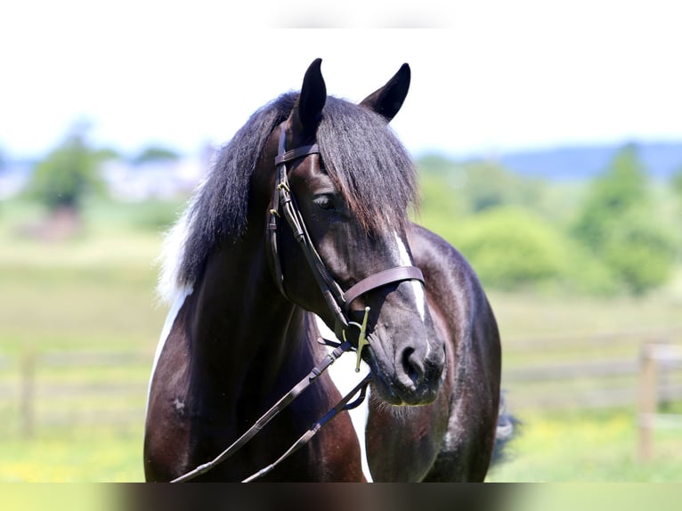 Cheval de trait Croisé Hongre 4 Ans 168 cm in Gap, PA
