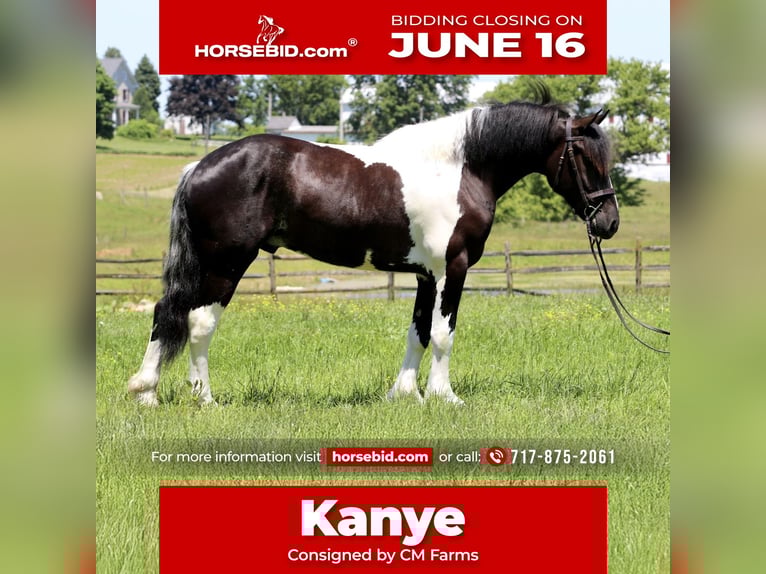 Cheval de trait Croisé Hongre 4 Ans 168 cm in Gap, PA
