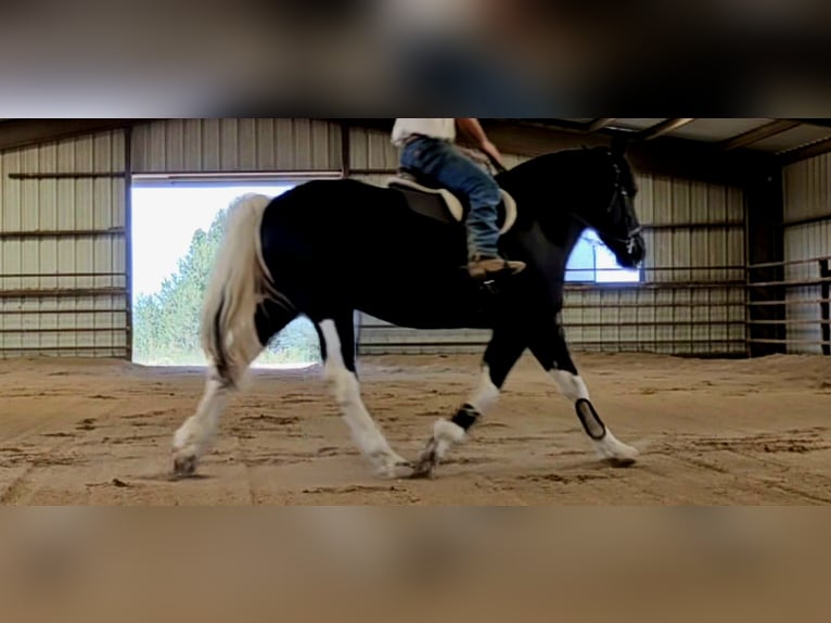 Cheval de trait Croisé Hongre 4 Ans 168 cm in Westcliffe, CO