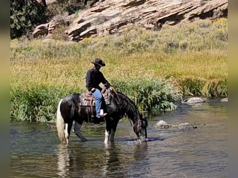 Cheval de trait Croisé Hongre 4 Ans 168 cm in Westcliffe, CO