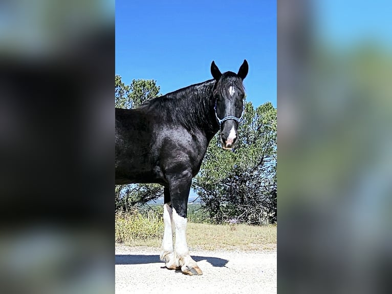 Cheval de trait Croisé Hongre 4 Ans 168 cm in Westcliffe, CO