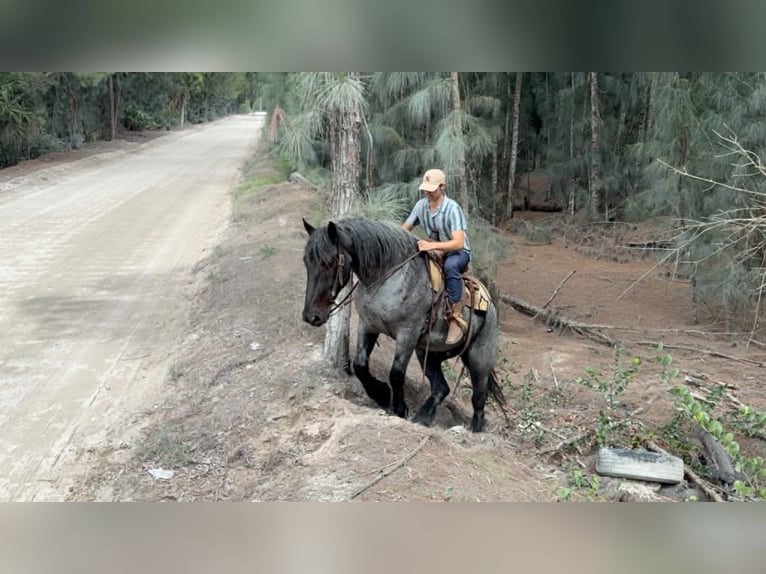 Cheval de trait Hongre 4 Ans 170 cm Rouan Bleu in Loxahatchee