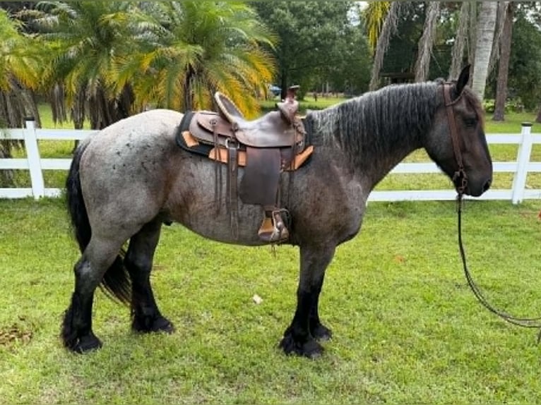 Cheval de trait Hongre 4 Ans 170 cm Rouan Bleu in Loxahatchee