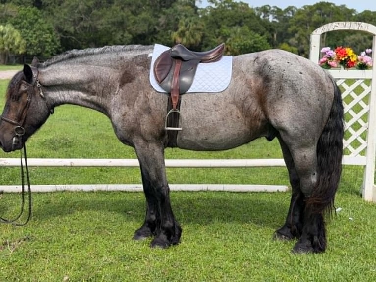 Cheval de trait Hongre 4 Ans 170 cm Rouan Bleu in Loxahatchee
