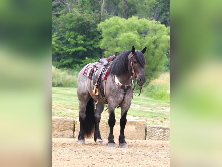 Cheval de trait Croisé Hongre 4 Ans 170 cm Rouan Bleu in Millersburg