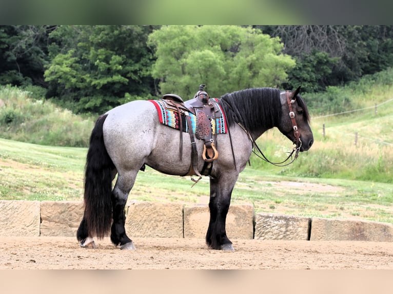 Cheval de trait Croisé Hongre 4 Ans 170 cm Rouan Bleu in Millersburg