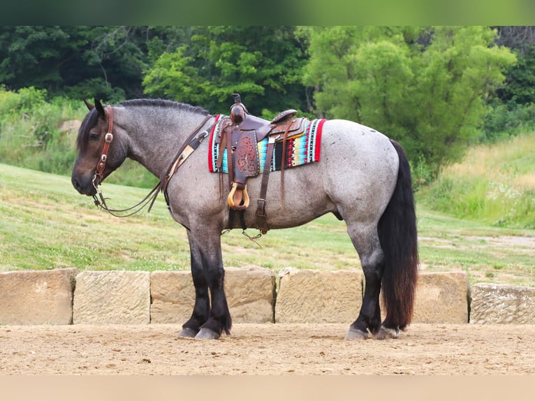 Cheval de trait Croisé Hongre 4 Ans 170 cm Rouan Bleu in Millersburg