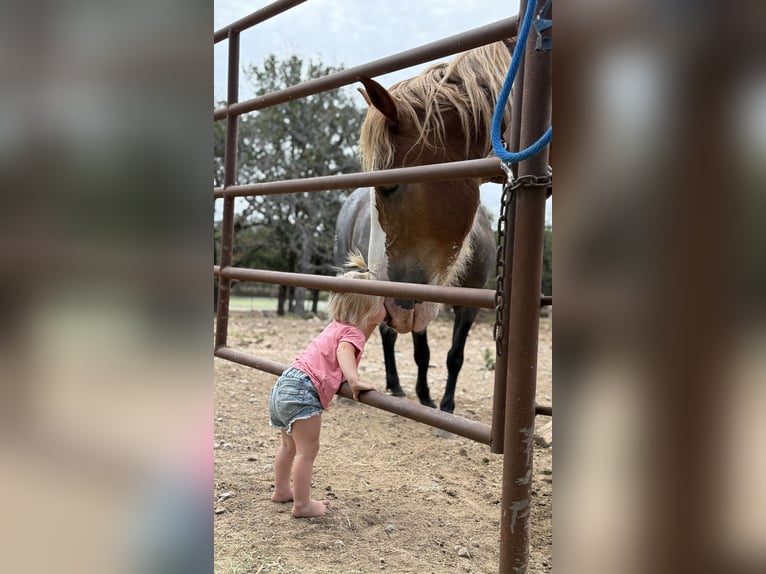 Cheval de trait Croisé Hongre 4 Ans 173 cm Alezan cuivré in Jacksboro