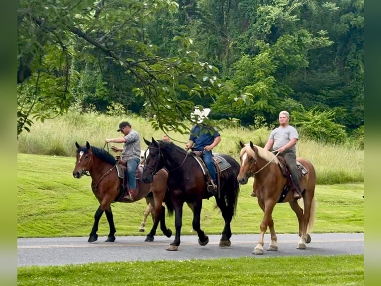Cheval de trait Hongre 4 Ans 173 cm Palomino in Gap, PA