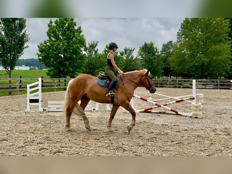 Cheval de trait Hongre 4 Ans 173 cm Palomino in Gap, PA