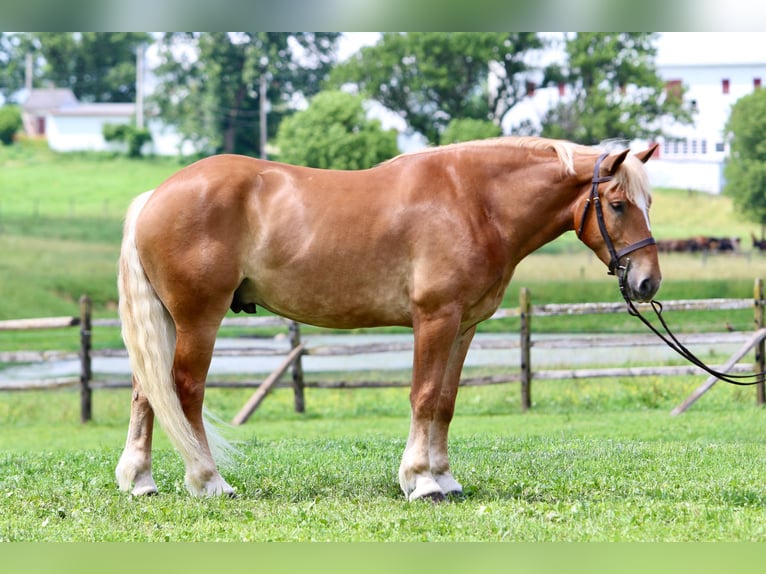 Cheval de trait Hongre 4 Ans 173 cm Palomino in Gap, PA