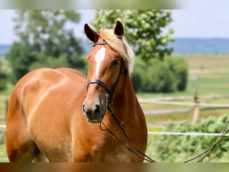 Cheval de trait Hongre 4 Ans 173 cm Palomino in Gap, PA