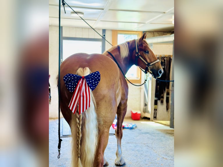 Cheval de trait Hongre 4 Ans 173 cm Palomino in Gap, PA