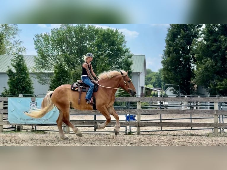 Cheval de trait Hongre 4 Ans 173 cm Palomino in Gap, PA