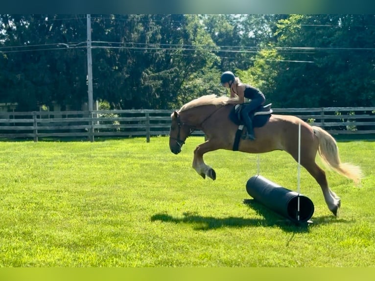 Cheval de trait Hongre 4 Ans 173 cm Palomino in Gap, PA