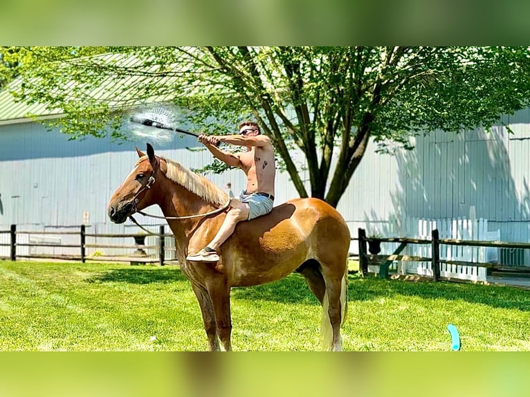 Cheval de trait Hongre 4 Ans 173 cm Palomino in Gap, PA