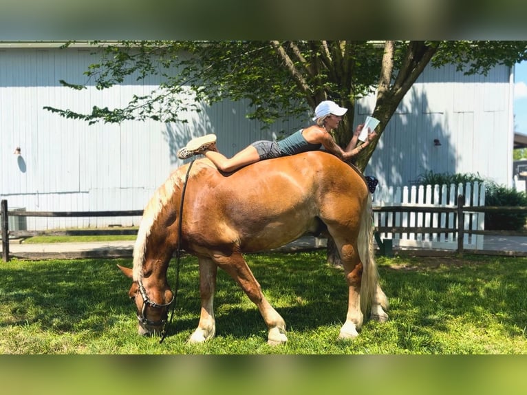 Cheval de trait Hongre 4 Ans 173 cm Palomino in Gap, PA