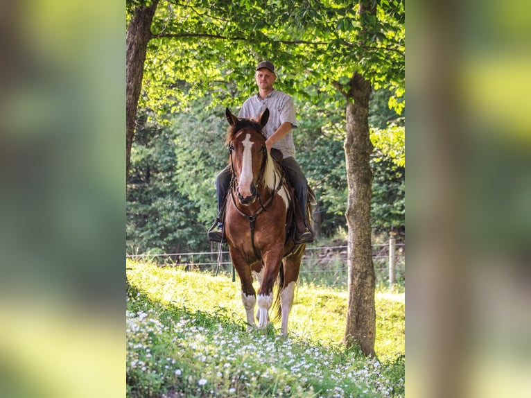 Cheval de trait Hongre 4 Ans 173 cm Tobiano-toutes couleurs in Warsaw NY