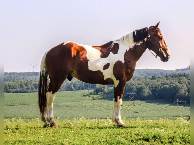 Cheval de trait Hongre 4 Ans 173 cm Tobiano-toutes couleurs in Warsaw NY