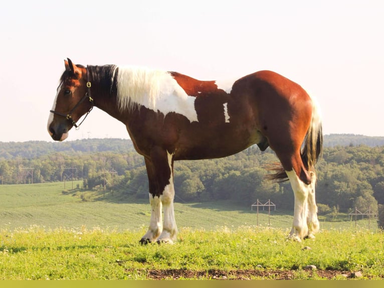 Cheval de trait Hongre 4 Ans 173 cm Tobiano-toutes couleurs in Warsaw NY