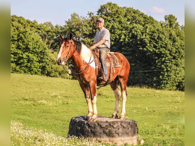 Cheval de trait Hongre 4 Ans 173 cm Tobiano-toutes couleurs in Warsaw NY