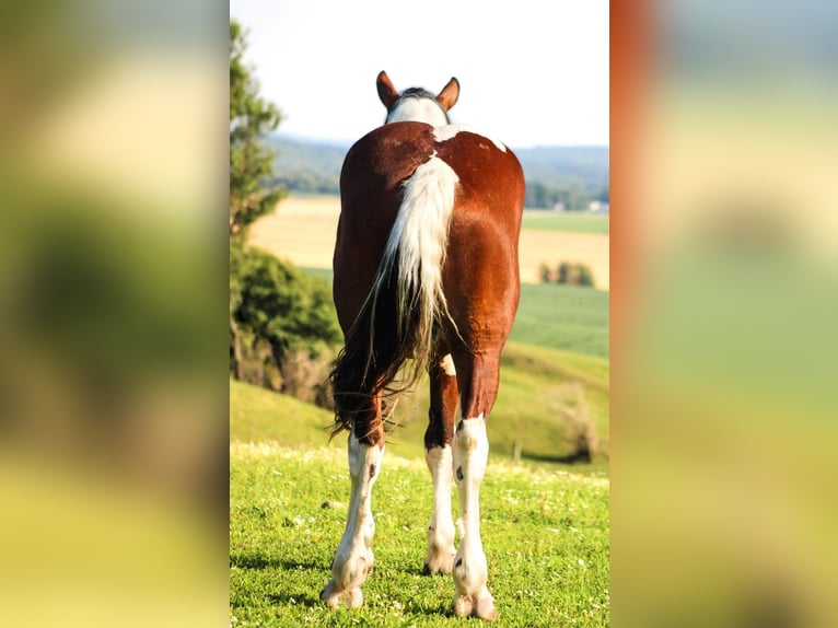 Cheval de trait Hongre 4 Ans 173 cm Tobiano-toutes couleurs in Warsaw NY