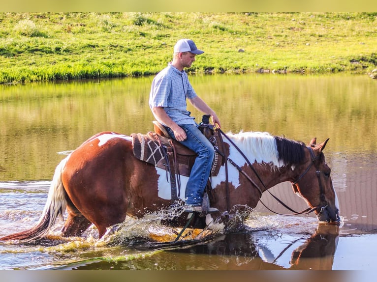 Cheval de trait Hongre 4 Ans 173 cm Tobiano-toutes couleurs in Warsaw NY