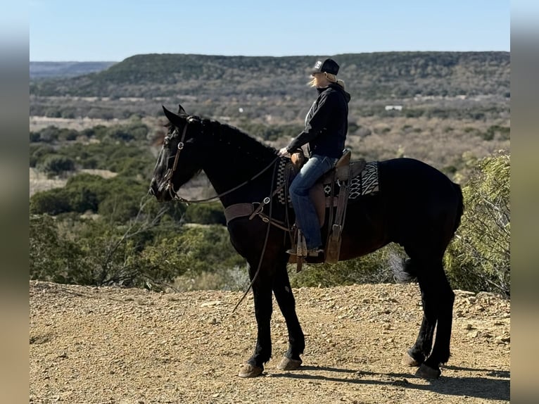 Cheval de trait Hongre 4 Ans 175 cm Noir in Jacksboro, TX