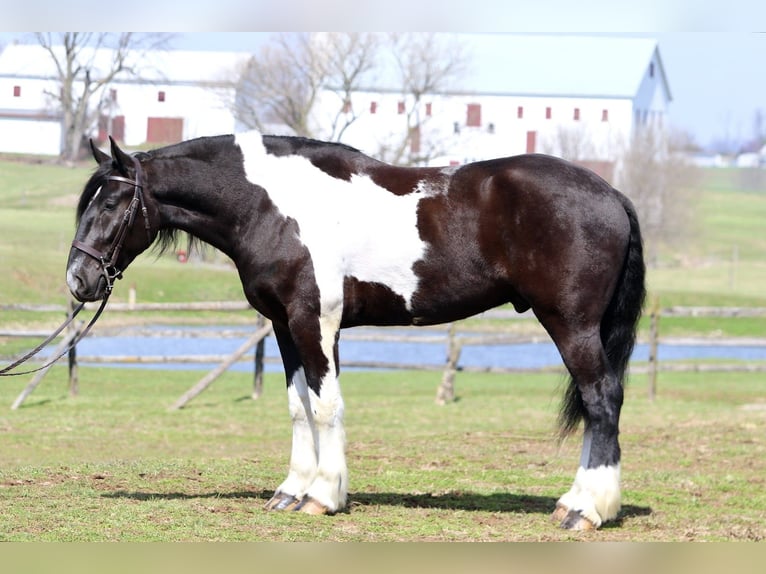 Cheval de trait Croisé Hongre 4 Ans 178 cm Pinto in Gap