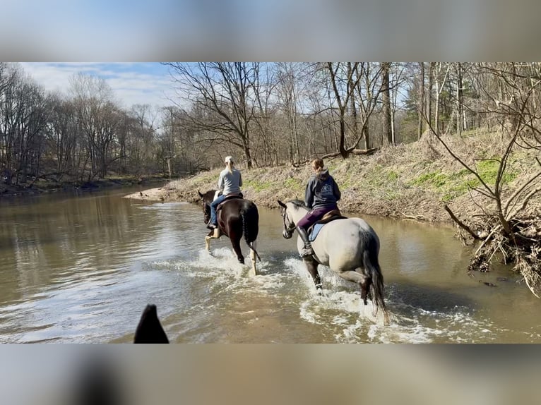 Cheval de trait Croisé Hongre 4 Ans 178 cm Pinto in Gap
