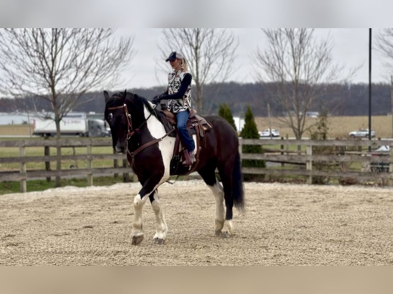 Cheval de trait Croisé Hongre 4 Ans 178 cm Pinto in Gap