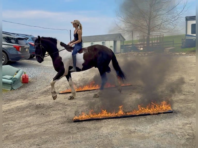 Cheval de trait Croisé Hongre 4 Ans 178 cm Pinto in Gap
