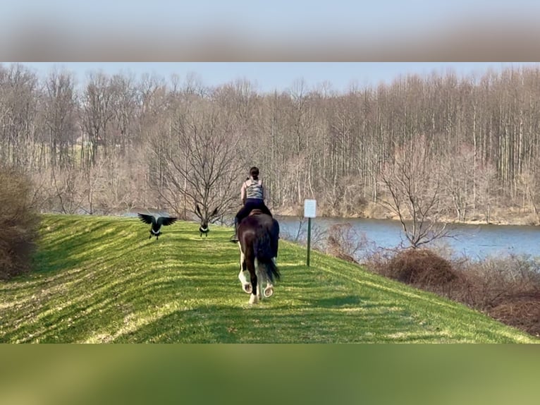 Cheval de trait Croisé Hongre 4 Ans 178 cm Pinto in Gap