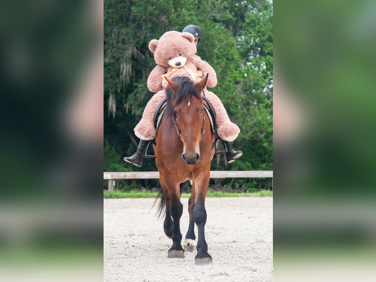 Cheval de trait Croisé Hongre 4 Ans 183 cm Bai cerise in Ocala, FL