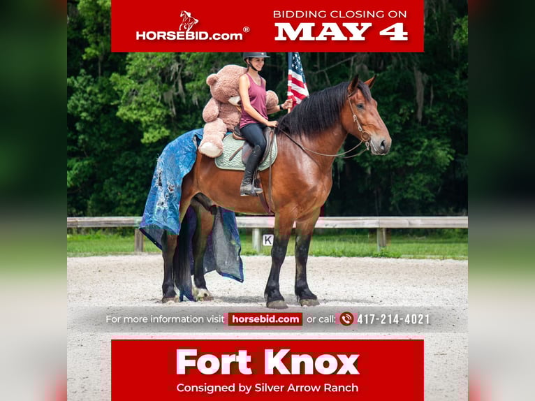Cheval de trait Croisé Hongre 4 Ans 183 cm Bai cerise in Ocala, FL