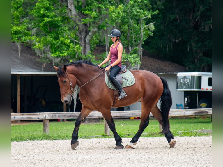 Cheval de trait Croisé Hongre 4 Ans 183 cm Bai cerise in Ocala, FL