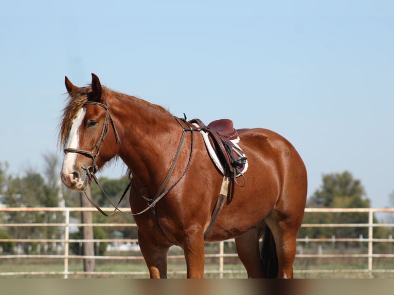 Cheval de trait Croisé Hongre 4 Ans Alezan brûlé in Baxter Springs