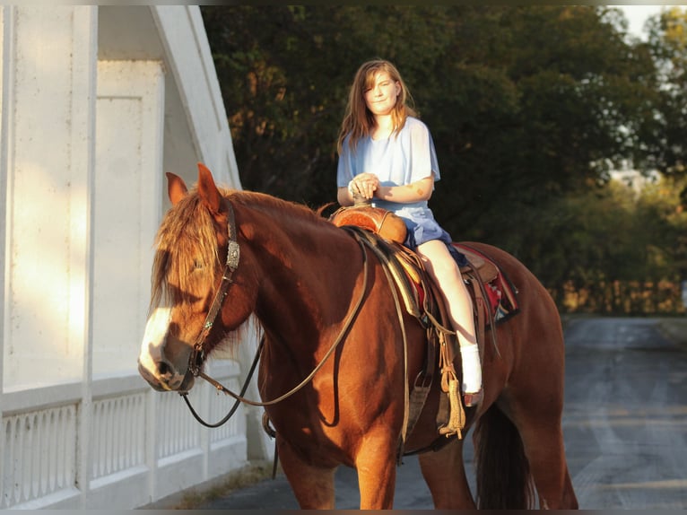 Cheval de trait Croisé Hongre 4 Ans Alezan brûlé in Baxter Springs