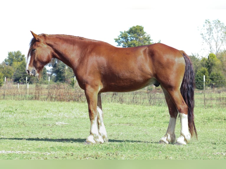 Cheval de trait Croisé Hongre 4 Ans Alezan brûlé in Baxter Springs