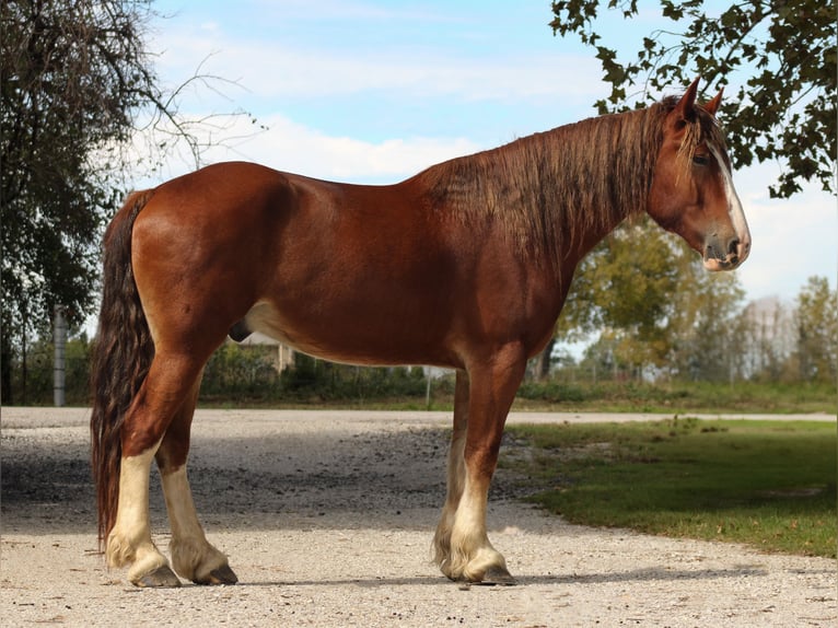 Cheval de trait Croisé Hongre 4 Ans Alezan brûlé in Baxter Springs