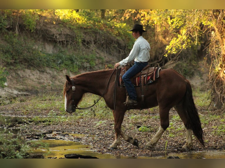 Cheval de trait Croisé Hongre 4 Ans Alezan brûlé in Baxter Springs
