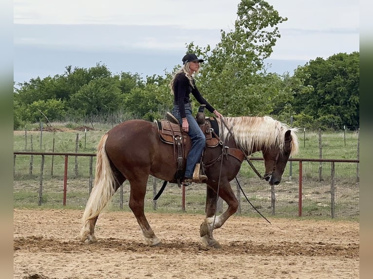 Cheval de trait Croisé Hongre 4 Ans Alezan cuivré in Weatherford, TX