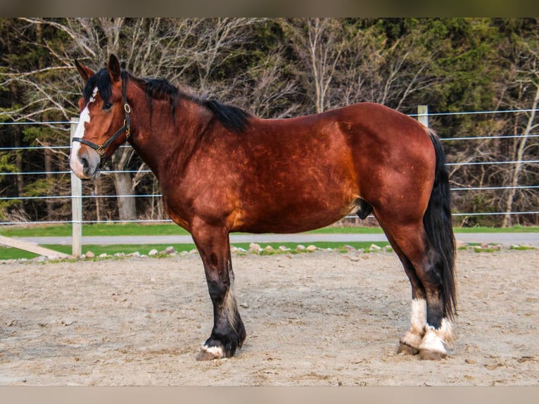 Cheval de trait Hongre 4 Ans Bai cerise in Warsaw KY