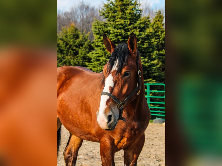 Cheval de trait Hongre 4 Ans Bai cerise in Warsaw KY