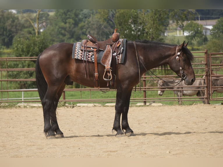 Cheval de trait Croisé Hongre 4 Ans Bai cerise in Fresno