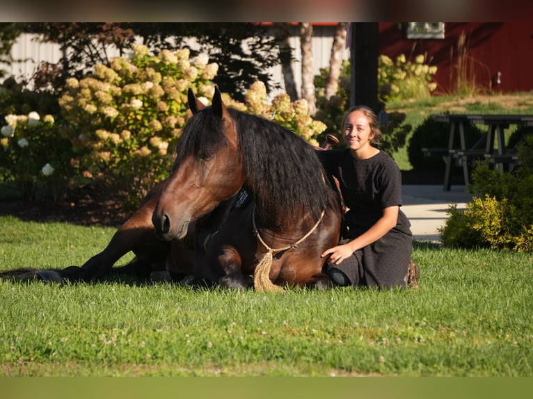 Cheval de trait Croisé Hongre 4 Ans Bai cerise in Fresno