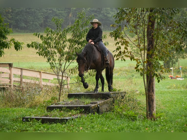 Cheval de trait Croisé Hongre 4 Ans Bai cerise in Fresno
