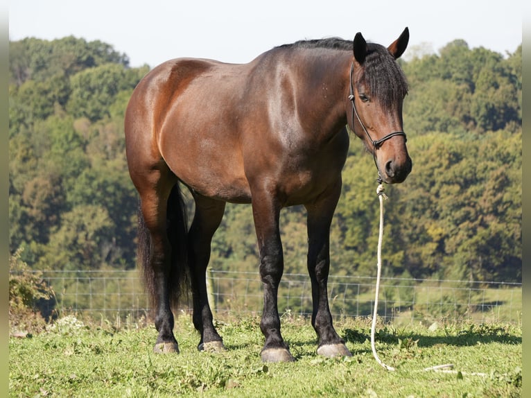 Cheval de trait Croisé Hongre 4 Ans Bai cerise in Fresno